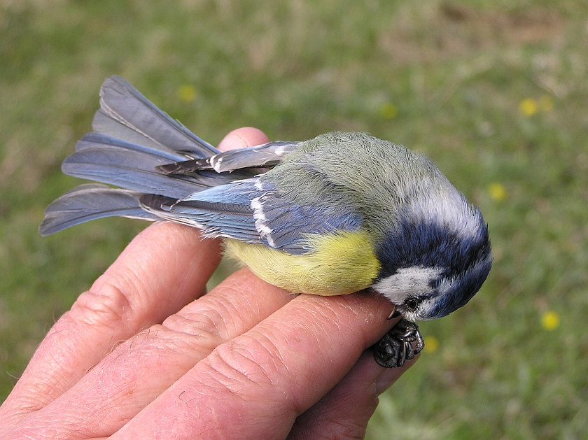 Blue Tit, Sundre 20080503